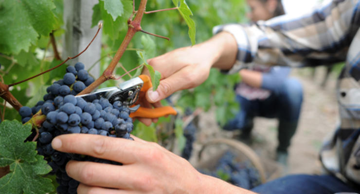 Украинские виноделы не будут производить «коньяк» и «шампанское»
