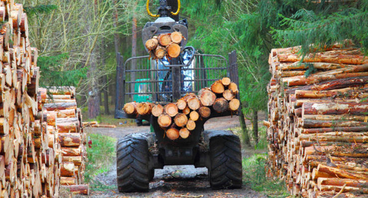 В Украине выросли штрафы за вырубку леса
