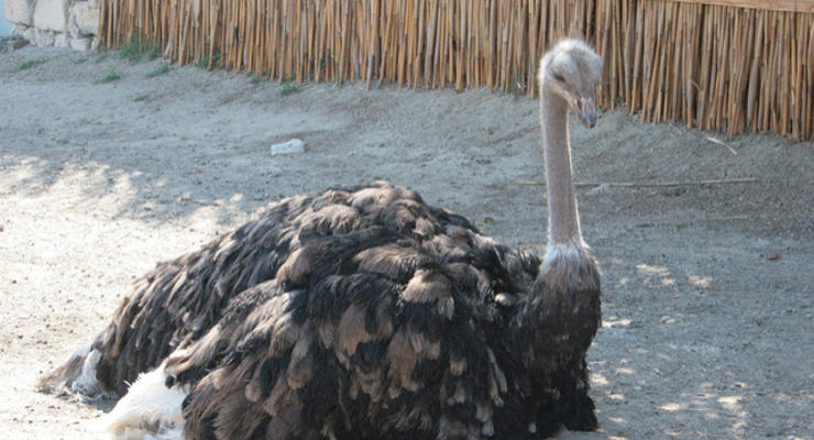 Сколько украинцы готовы платить за экзотическое мясо страуса