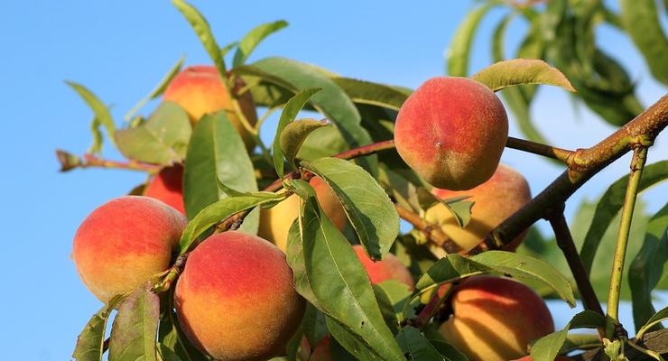 В Украине завершается сезон реализации персиков