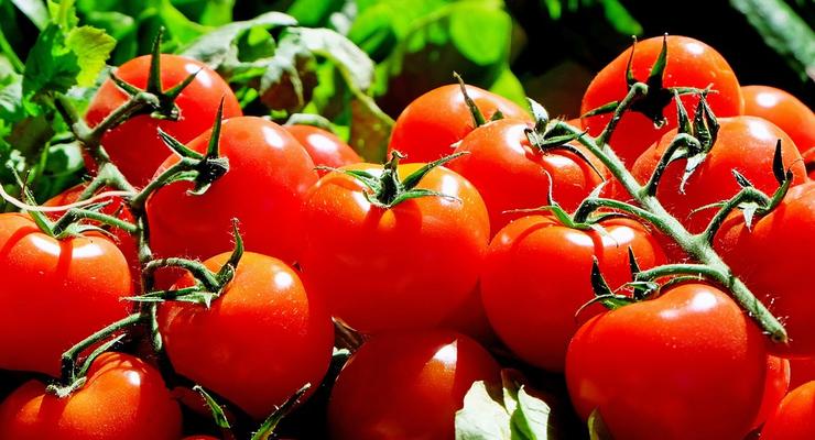 В Украине стремительно дорожают томаты