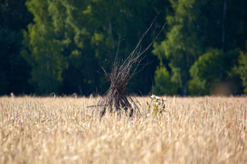 Экспорт украинского зерна достиг почти 21 млн тонн