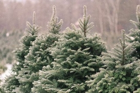 Сколько в этом году будут стоить ёлки