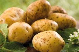 В Украине значительно подешевел картофель