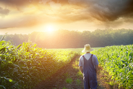 Тема рынка земли пока не актуальна, - социолог