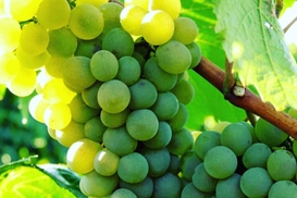 Сontract growing – у "Таврии" новая модель виноградарства