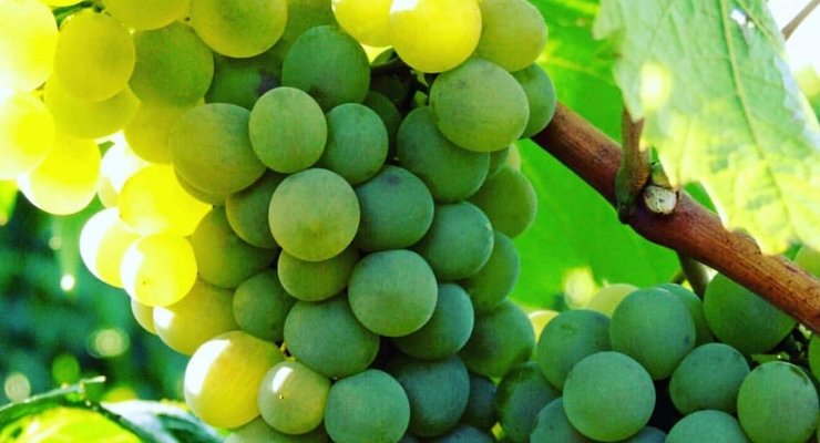 Сontract growing – у "Таврии" новая модель виноградарства