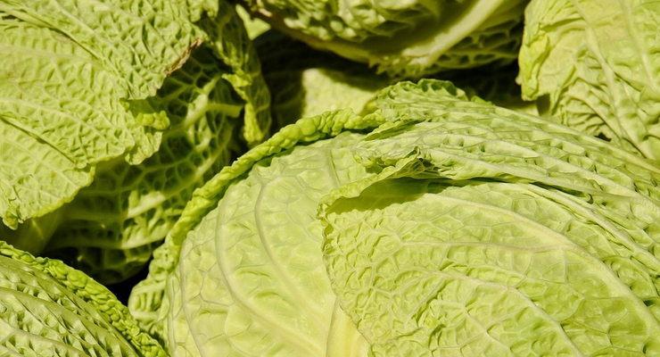 Капуста упала в цене / pixabay.com