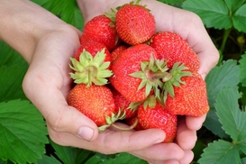 Сколько стоит клубника в 2020