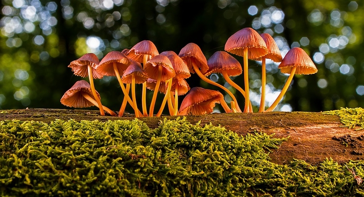 Грибы стали реже покупать / pixabay.com