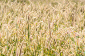 НДС для аграриев предлагают существенно снизить: Подробности