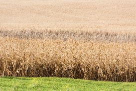 Шмыгаль: Урожай зерновых в этом году уменьшится на 7 млн тонн