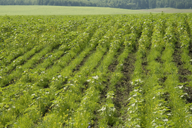 Конституционный суд рассмотрит вопрос о рынке земли: Детали