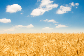 Большая часть украинцев поддерживает продление моратория на продажу земли: Опрос