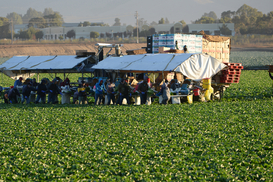 Украинских заробитчан массово депортируют из ЕС: Что случилось