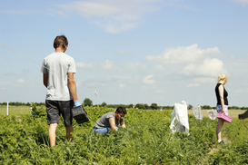 Сколько платят заробитчанам в Польше: Цифры