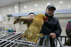 Курятина в Украине сильно подорожает: Производители объяснили причины