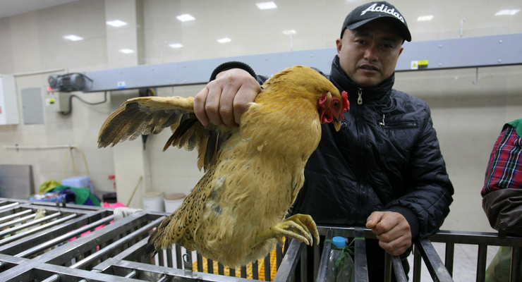 Курица подорожает до 72 грн/кг / depositphotos