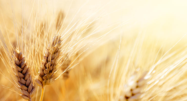 В Украине цены на основные зерновые культуры изменились