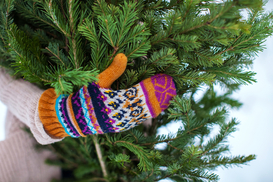 Сколько сейчас стоит новогодняя елка в Украине