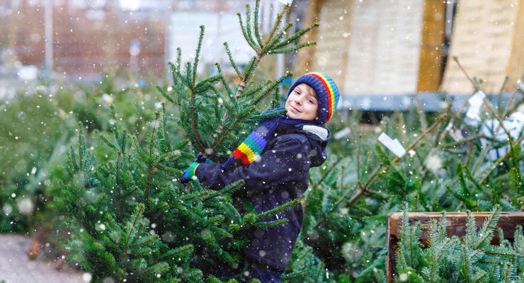 Где в Киеве можно купить елку к новогодним праздникам