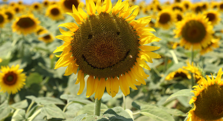 Иллюстративное фото / Getty Images