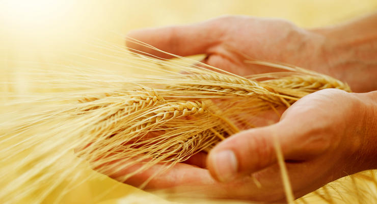 В Украине подешевели зерновые культуры: сколько теперь стоит пшеница