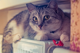 Цены на газ в Украине не изменятся — ОП