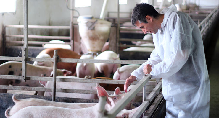 В Украине промышленное поголовье свиней продолжает уменьшаться