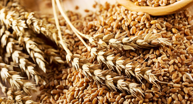 В Украине изменились цены на зерновые культуры: Сколько стоит тонна пшеницы