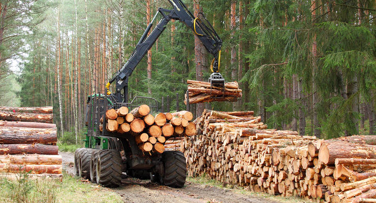 В Украине одобрили стратегию управления лесами до 2035 года