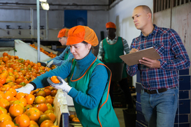 В Украину пытались завезти мандарины с личинками мухи