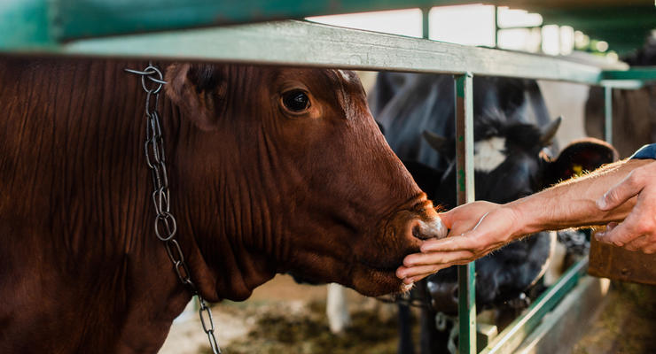 В Казахстане запретили вывозить крупный рогатый скот, картофель и морковь