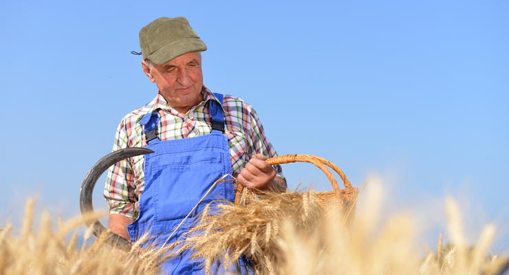 Цены на зерновые культуры в Украине изменились: сколько стоит пшеница