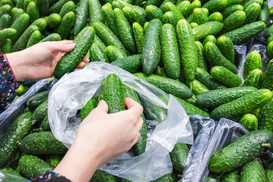 В Украине начался сезон продаж огурца открытого грунта: Что с ценами на продукцию