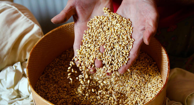 Пшеница нового урожая в Украине начала дорожать: Что повлияло на цены