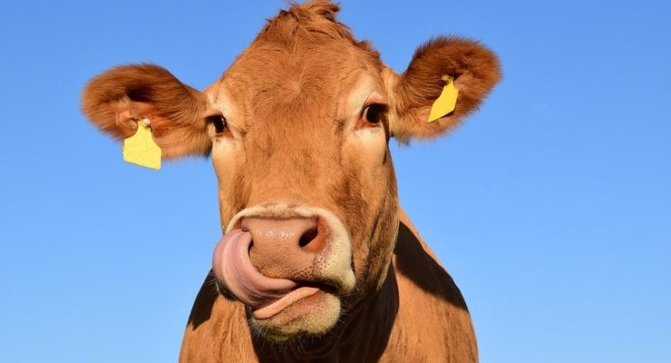 Ілюстративне фото / pixabay.com