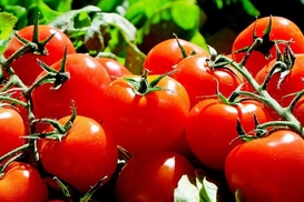 Цены на томат в Украине стремительно растут: Сколько стоит килограмм