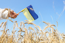 У Мінагрополітики розповіли, скільки зерна вже намолотили в Україні