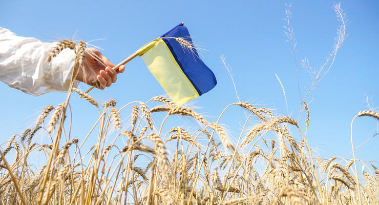 В Минагрополитики рассказали, сколько зерна уже намолотили в Украине
