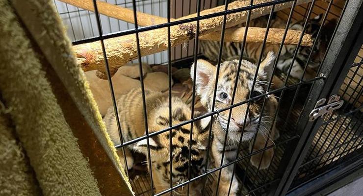 Торговля экзотическими и дикими животными: В Киеве разоблачили нелегальный бизнес