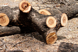 В некоторых регионах будут выдавать древесину для обогрева домов: Кто может получить