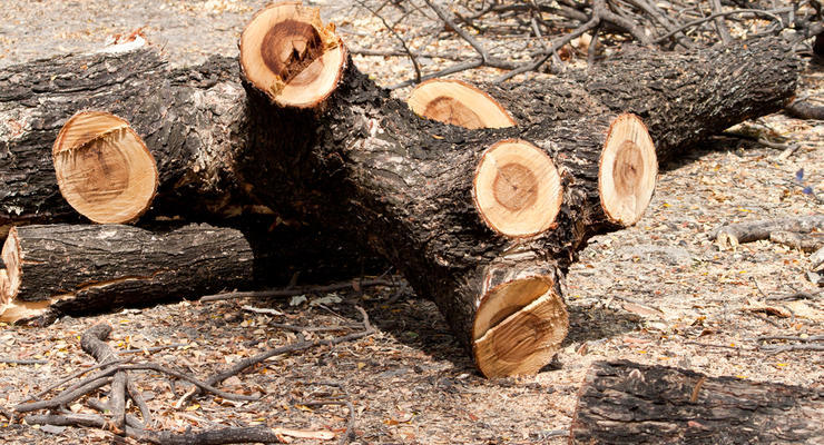 В некоторых регионах будут выдавать древесину для обогрева домов: Кто может получить