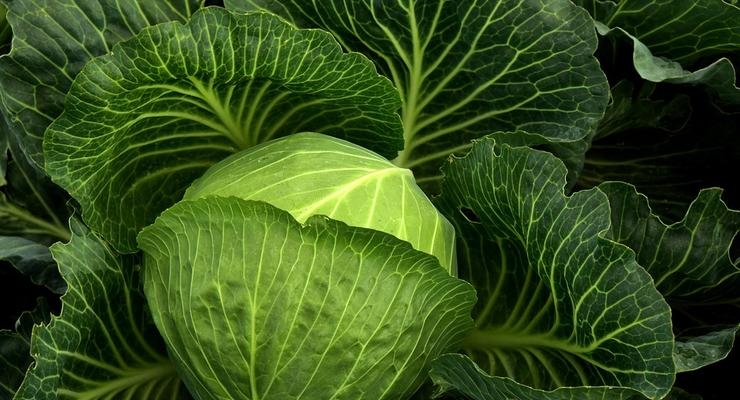 Иллюстративное фото / pixabay.com