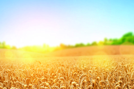 Результати роботи "зернового коридору": Експорт української агропродукції скоротився вдвічі