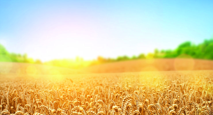 Иллюстративное фото / shutterstock.com