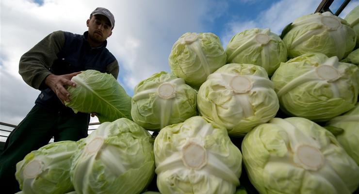 В Украине растут цены на белокочанную капусту: Сколько нужно заплатить
