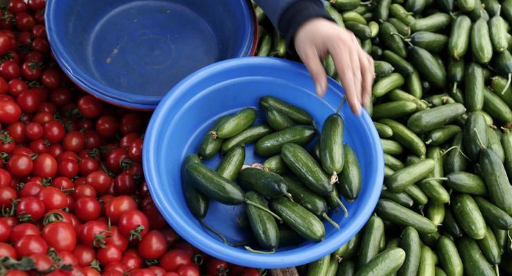 В Україні стрімко знижуються ціни на огірки: Скільки коштують і чому подешевшали