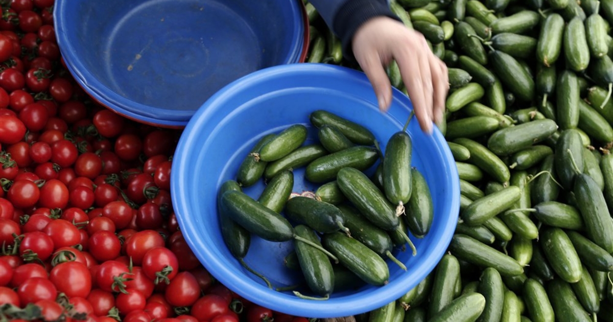 В Украине стремительно снижаются цены на огурцы: Сколько стоят и почему ...