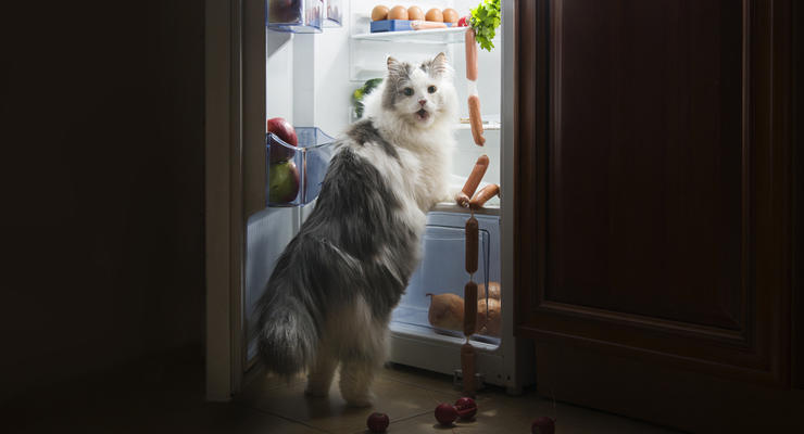 Як зберегти продукти, якщо електрику відключили та холодильник не працює - КМДА